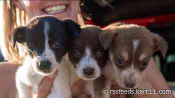 Pups rescued from South Dakota reservation looking for forever home