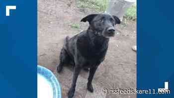 'We are so thankful'; owners reunited with their month-long missing dog