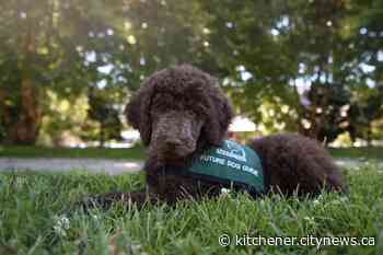 Foster homes needed for guide dog poodle pups - Kitchener.CityNews.ca