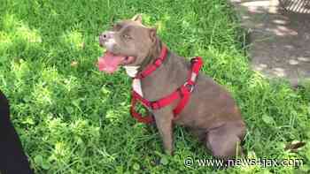 High level Dog boarding and training in Springfield - WJXT News4JAX