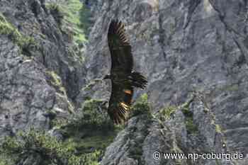 Unfall - Bartgeier Wally wahrscheinlich von Stein erschlagen - Neue Presse Coburg