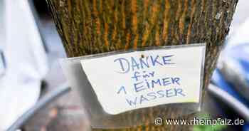 Appell der Verwaltung: Bitte Bäume gießen! - Ludwigshafen - Rheinpfalz.de