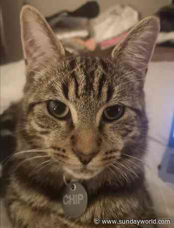 Dublin family reunited with missing cat after 7 months - Sunday World