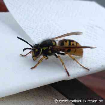 Eine gefühlte Wespenplage: Wo kommen die vielen Insekten her? - radioeuskirchen.de