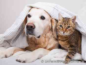Modena, il Comune lancia il bonus animali: ecco come chiedere un contributo - Corriere