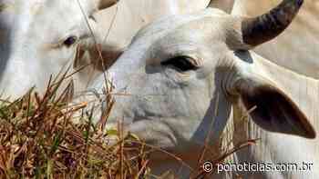 Justiça manda criadores de gado recuperar danos ambientais em Paracatu - P.O Notícias