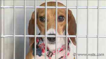 Angels of Assisi takes in over 60 beagles saved from a medical breeding facility - WSLS 10