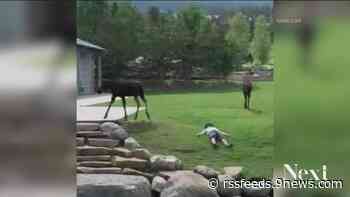 This guy napped through a run-in with moose in Breckenridge