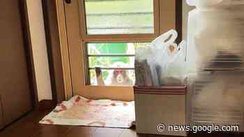 Japanese monkeys stealing babies, clawing at flesh, Yamaguchi city officials say - KABC-TV