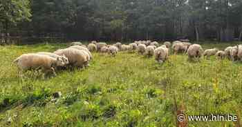 84 verwaarloosde schapen vol maden krijgen onderdak in opvangcentrum - Het Laatste Nieuws