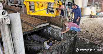 Brandweer haalt koeien uit beerput onder stal - Het Laatste Nieuws