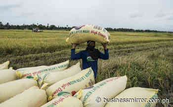 PHL rice inventory declines by 12.3% in June | Jasper Y. Arcalas - BusinessMirror