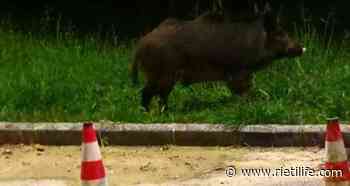 Peste suina, regione dice sì a rimborsi aziende danneggiate - Rieti Life