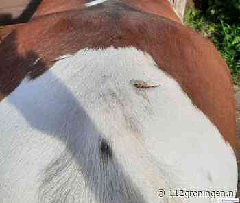 Pony mishandeld in Lettelbert - 112 Groningen