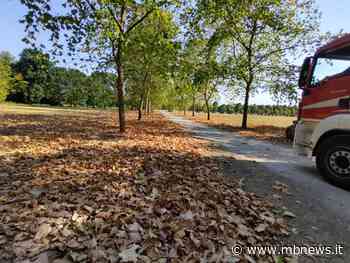 Nel parco di Monza oltre 100 piante uccise dalla siccità - MBNews