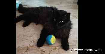 Monza, casa distrutta dall’incendio: si cerca il gatto Leuccio - MBNews