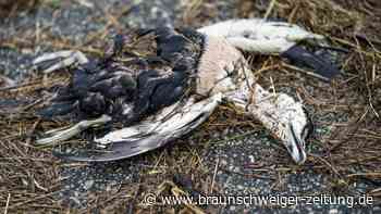 Vogelgrippe übersommert und bedroht Küsten-Populationen