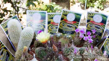 La conserva della neve