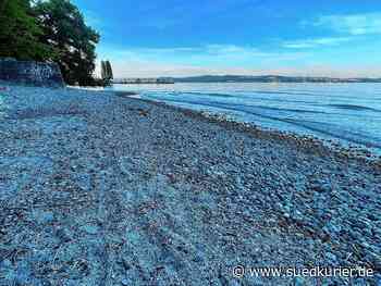 Konstanz: 10 Anzeichen dafür, dass der Bodensee zu wenig Wasser hat - SÜDKURIER Online