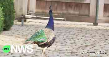 Pauwen veroorzaken overlast in Wellen: "Wagens zijn bekrast en terrassen liggen vol uitwerpselen" - VRT NWS