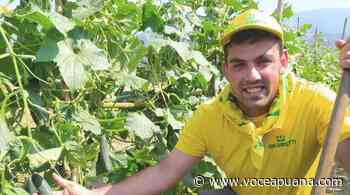 L'agricoltura è giovane a Massa-Carrara: la storia di Matteo, simbolo di ripartenza - La Voce Apuana - La Voce Apuana