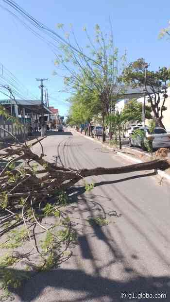 Árvore cai e interdita avenida em Natal - Globo
