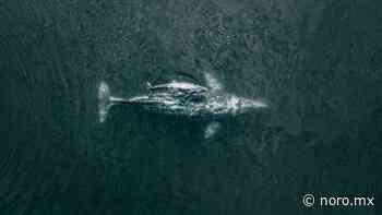 Guerrero Negro: pueblo de ballenas y sal dentro de la biósfera El Vizcaíno - NORO