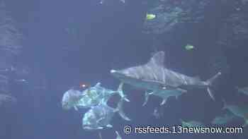 Virginia Aquarium's sharks aren't just killing machines. One likes her back scratched, another gets the zoomies.