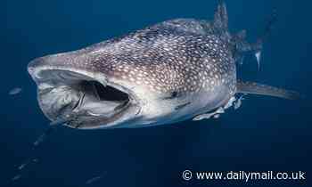 World's biggest shark isn't a carnivore! Whale sharks extract nutrients from ALGAE, study reveals