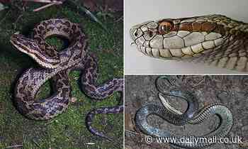 Venomous viper species has bite so potent it can leave humans disabled 