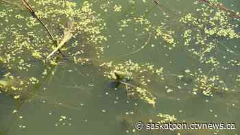 Sask. Health Authority warns of toxic algae in Manitou Lake - CTV News Saskatoon