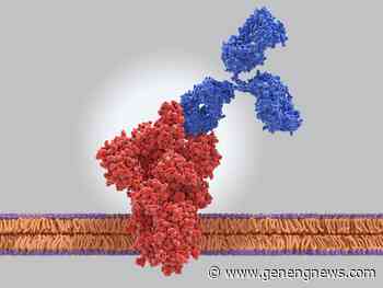 Pan-Coronavirus Vaccine Hope Found in Targeting Spike's S2 Subunit - Genetic Engineering & Biotechnology News