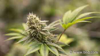 How far should marijuana stores be from schools? Belleville leaders consider changes - Belleville News-Democrat