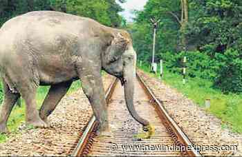 Railway forms committee with Forest department to save jumbos from train hits - The New Indian Express