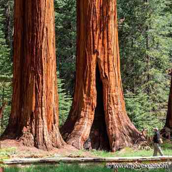 The Forest Service Announces an Emergency Plan to Save Giant Sequoias - GovExec.com