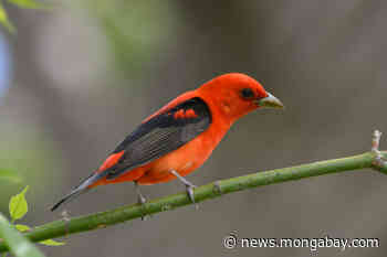 Shade-grown coffee won't support all birds, but adding a forest helps: Study - Mongabay.com
