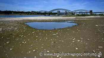 Nur noch ein Flüsschen: Hitze lässt Rhein schrumpfen