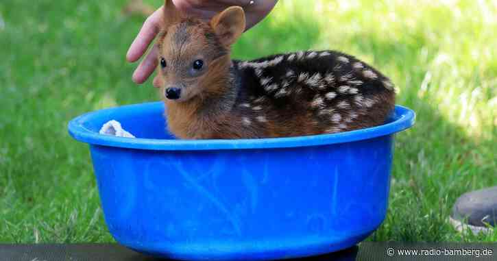 Ein sehr kleiner Hirsch – Nachwuchs bei Südpudus in Köln