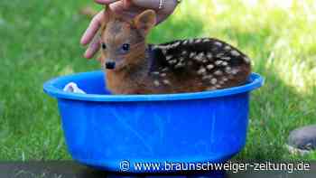 Ein sehr kleiner Hirsch - Nachwuchs bei Südpudus in Köln