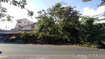 Benevento, crolla la storica quercia di via Meomartini: danni e paura - NTR24