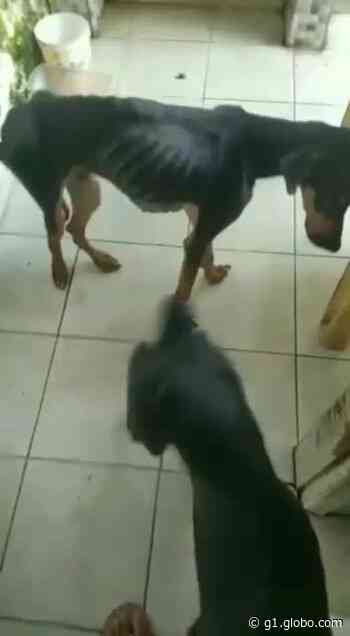 Cães em situação de maus-tratos são resgatados em União dos Palmares, AL; responsável é preso - Globo