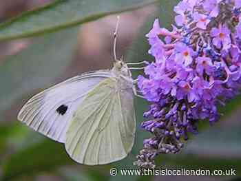 Nature Notes: Gone are the days of bountiful butterflies