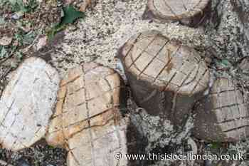 Merton Council blunder which led to trees lost for good