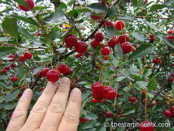 Gardening: Dwarf sour cherries