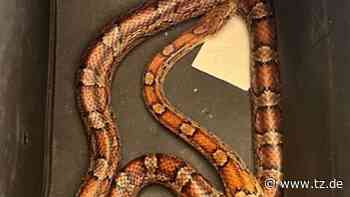 Holzkirchen: Mann findet einen Meter lange Schlange in Satteltasche - tz.de