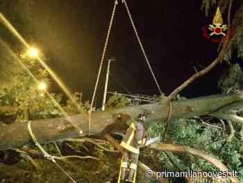 Alberi sui binari: circolazione sospesa tra Vigevano - Albairate - Prima Milano Ovest