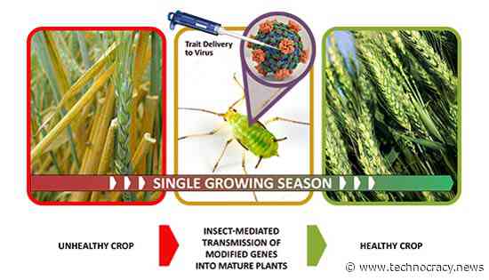 Insects As Flying Syringes For Genetic Modification, Eugenics And Population Control