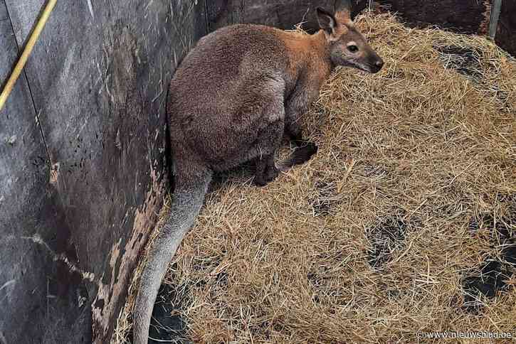 Beelden tonen hoe politie ontsnapte wallaby na zes uur eindelijk kan vangen:  broertje of zusje voorlopig nog onvindbaar