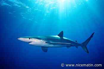 Le requin bleu toujours présent à Hyères, un périmètre de sécurité en place