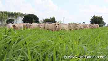 USP Pirassununga cria cerca viva para monitorar gado - ACidade ON - Araraquara, Campinas, Ribeirão Preto e São Carlos